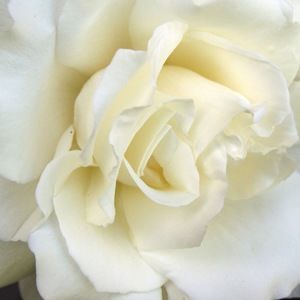 Meet your Posher, Rosa